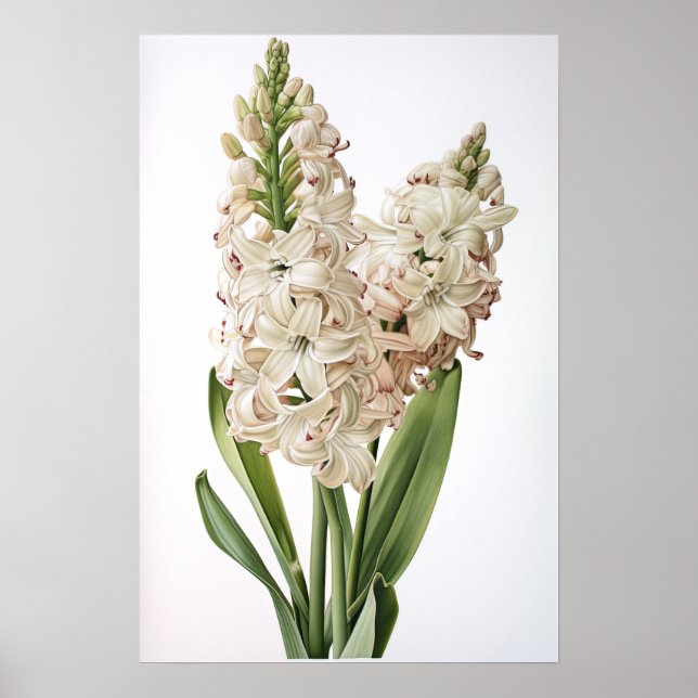 Cream Hyacint Flower Art Print Poster (Framsidan)