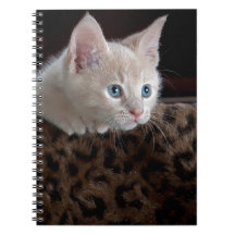 Cream Kitten med vackra Blue Öga