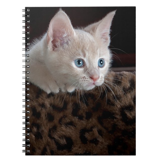Cream Kitten med vackra Blue Öga Anteckningsbok Med Spiral (Framsidan)