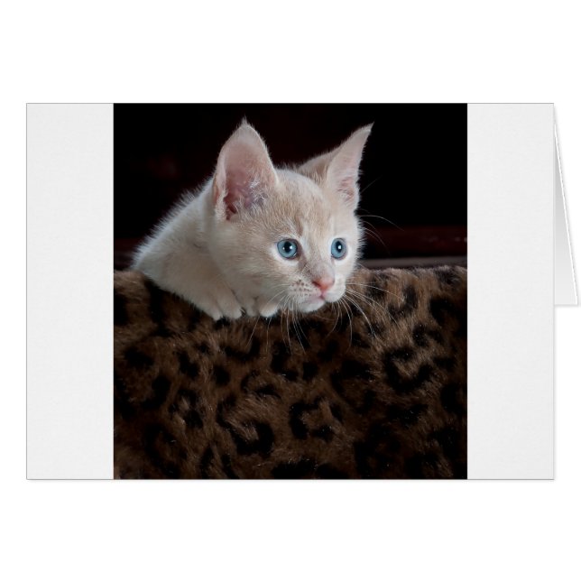 Cream Kitten med vackra Blue Öga Hälsningskort (Framsidan Horizontal)