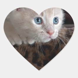 Cream Kitten med vackra Blue Öga Hjärtformat Klistermärke