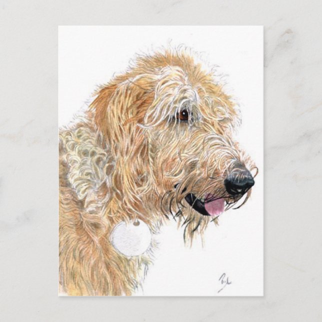 Cream Labradoodle-vykort Vykort (Framsida)