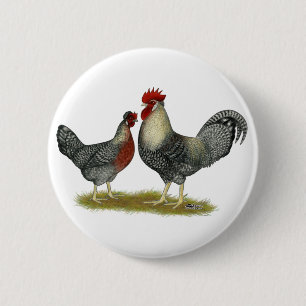 Cream Legbar Chickens Knapp