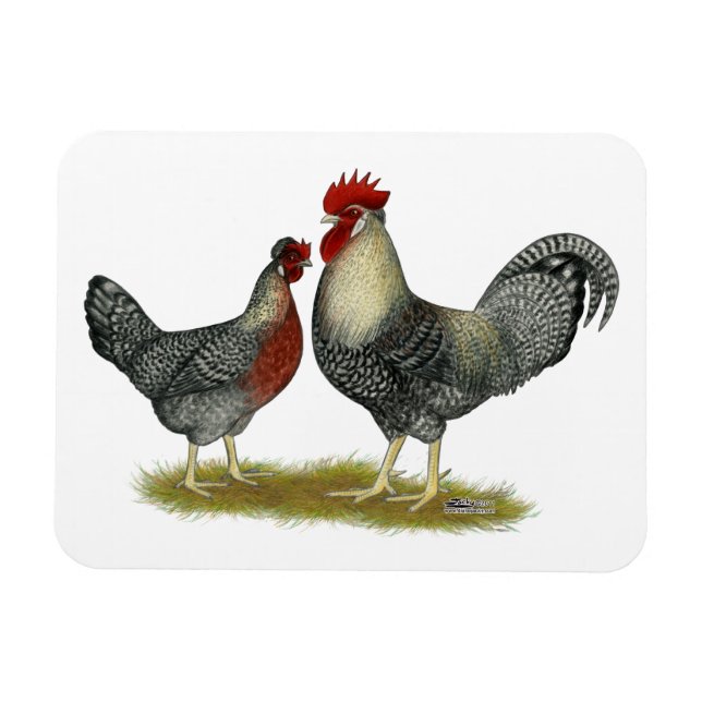 Cream Legbar Chickens Magnet (Horisontell)
