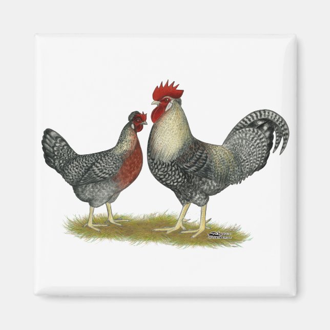 Cream Legbar Chickens Magnet (Framsidan)