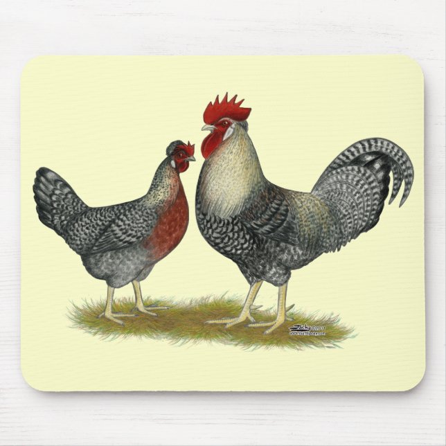Cream Legbar Chickens Musmatta (Framsidan)