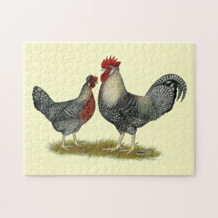 Cream Legbar Chickens Pussel