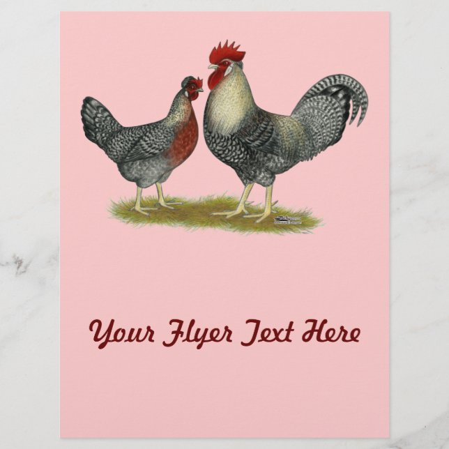 Cream Legbar Chickens Reklamblad (Framsidan)