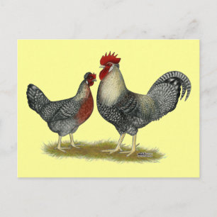 Cream Legbar Chickens Vykort