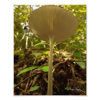 Cream Majestät Fototryck