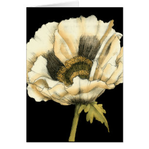 Cream Poppy Flower på svart bakgrund Hälsningskort