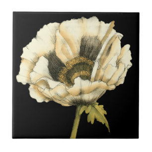Cream Poppy Flower på svart bakgrund Kakelplatta