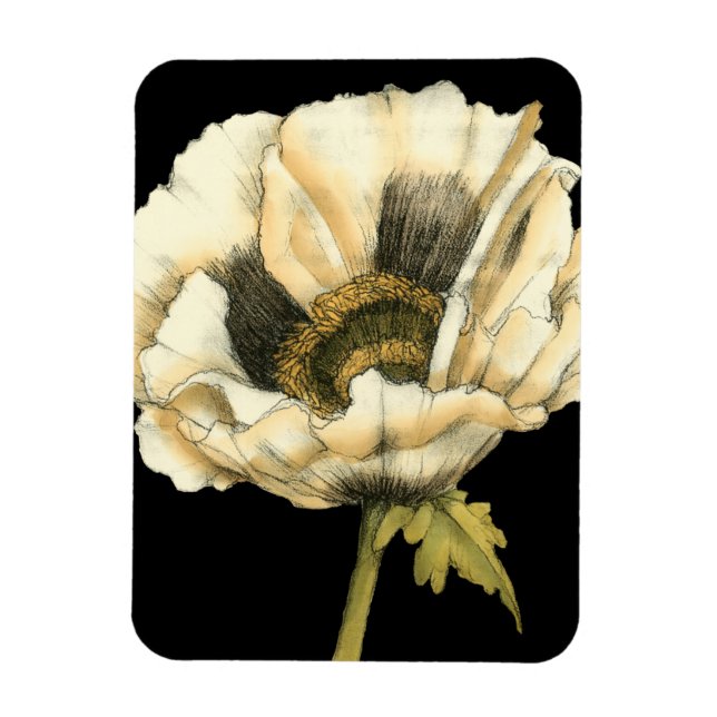Cream Poppy Flower på svart bakgrund Magnet (Vertikal)