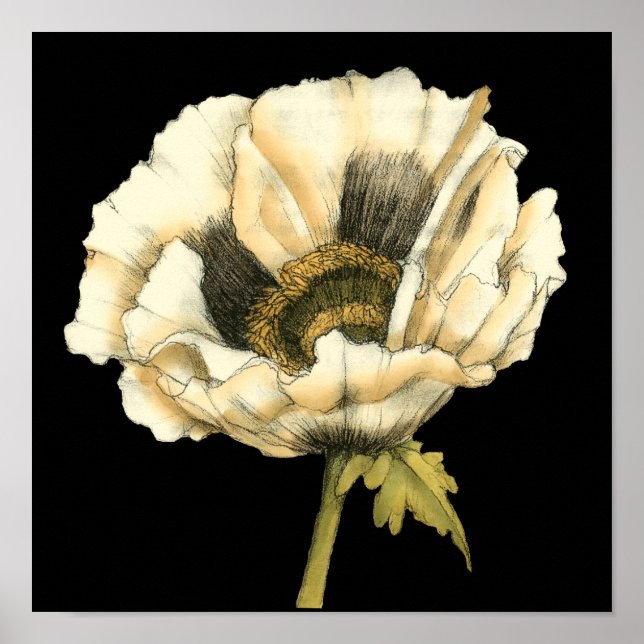 Cream Poppy Flower på svart bakgrund Poster (Framsidan)