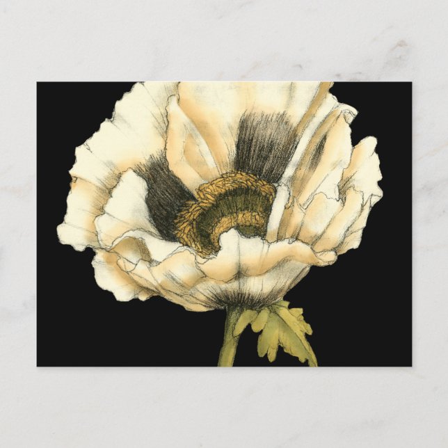 Cream Poppy Flower på svart bakgrund Vykort (Framsida)