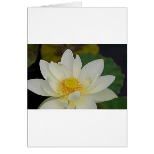 Cream Vatten Lily02.JPG Hälsningskort
