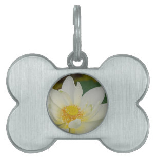 Cream Vatten Lily02.JPG Namnbricka Husdjur