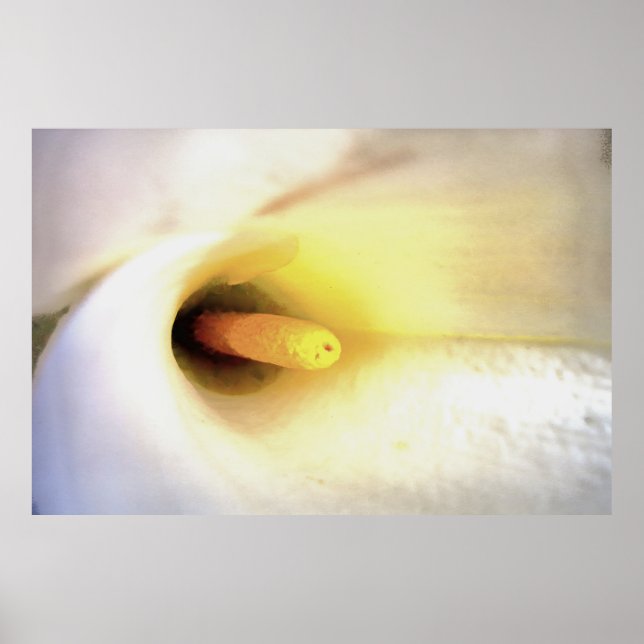 Cream White Calla Lily Close Up Abstrakt Art Poster (Framsidan)
