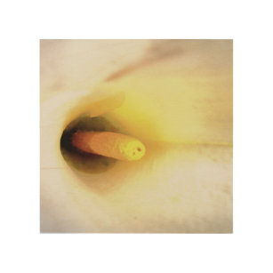 Cream White Calla Lily Close Up Abstrakt Art Trätavla