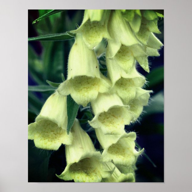 Creamy Foxglove Flower Poster (Framsidan)