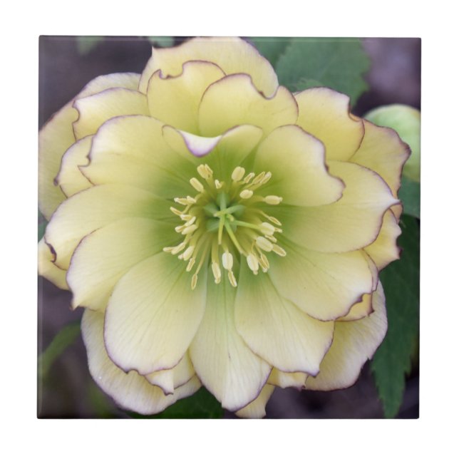 Creamy Hellebore( Helleborus) Photo Kakelplatta (Framsidan)