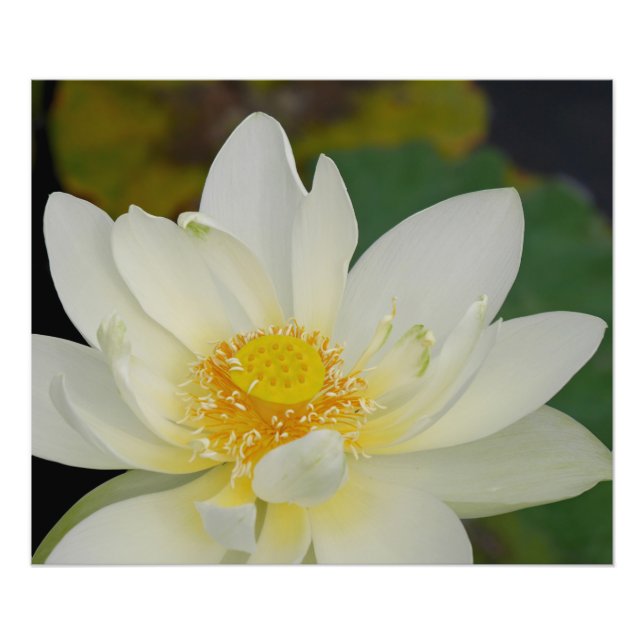 Creamy Lotus Vatten Lily Fototryck (Framsidan)