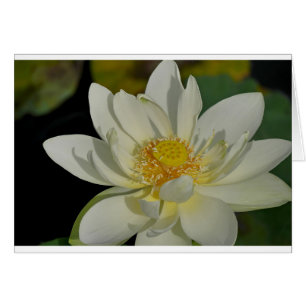 Creamy Vatten Lily.JPG Hälsningskort