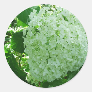 Creamy White Annabelle Hydrangea Flower Stickers Runt Klistermärke