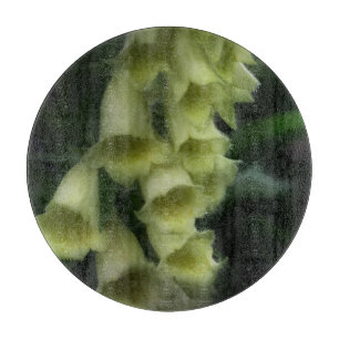Creamy White Foxglove Flowers