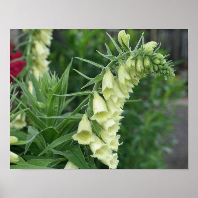 Creamy White Foxglove Flowers #2 Poster (Framsidan)