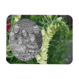 Creamy White Foxglove Flowers add your Photo Magnet