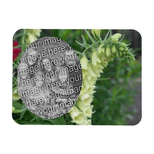 Creamy White Foxglove Flowers add your Photo Magnet (Horisontell)
