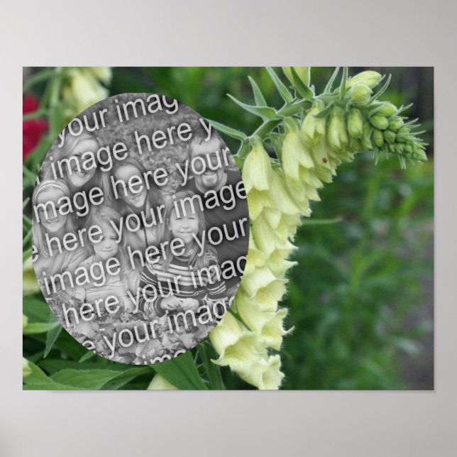Creamy White Foxglove Flowers add your Photo Poster (Framsidan)