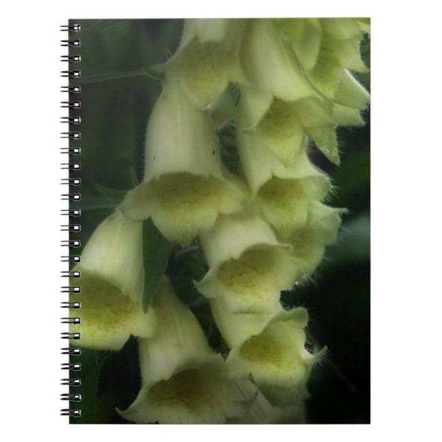 Creamy White Foxglove Flowers Anteckningsbok Med Spiral (Framsidan)
