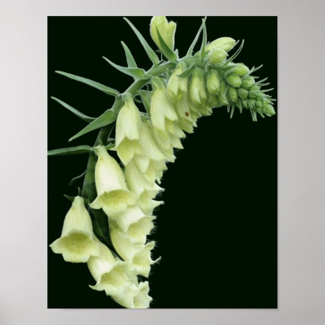 Creamy White Foxglove Flowers Poster (Framsidan)