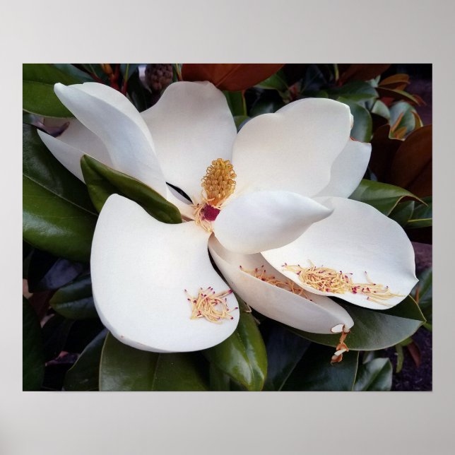 Creamy White Magnolia Poster Skriv ut (Framsidan)