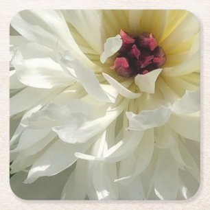 Creamy White Peony Flower med Rosa Stamens Underlägg Papper Kvadrat
