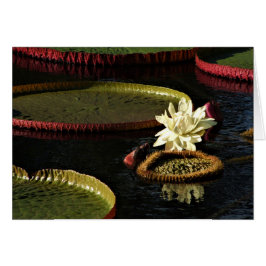 Creamy White Vatten Lily Flower och Giant Lily Dyn Hälsningskort