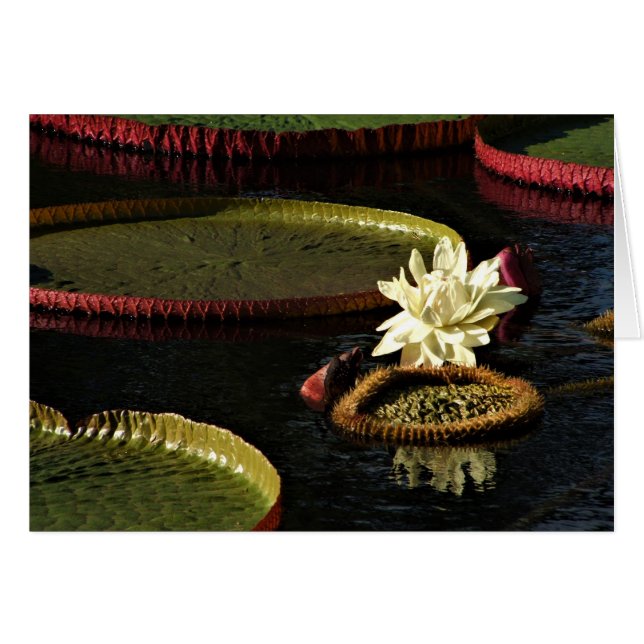 Creamy White Vatten Lily Flower och Giant Lily Dyn Hälsningskort (Framsidan Horizontal)