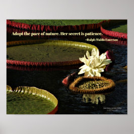 Creamy White Vatten Lily Flower och Giant Lily Dyn Poster