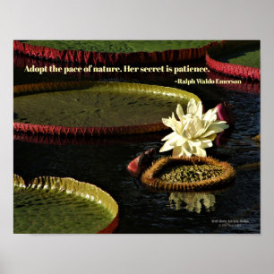 Creamy White Vatten Lily Flower och Giant Lily Dyn Poster