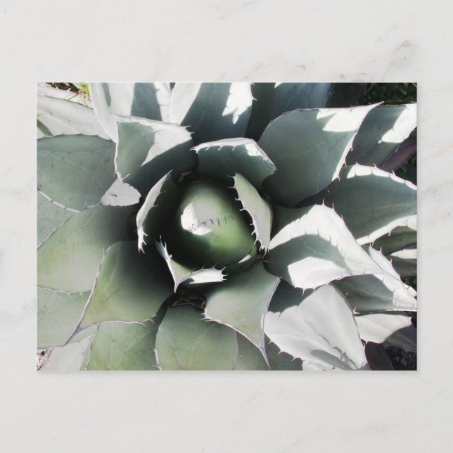 Creel, koppar Canyon, Mexiko Vykort (Framsida)