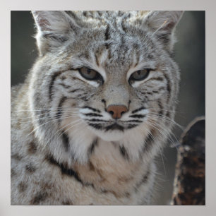 Creeping Bobcat Poster