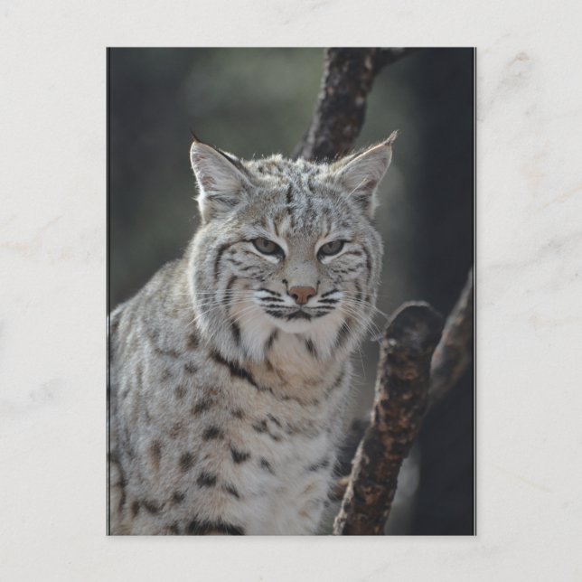 Creeping Bobcat Vykort (Framsida)