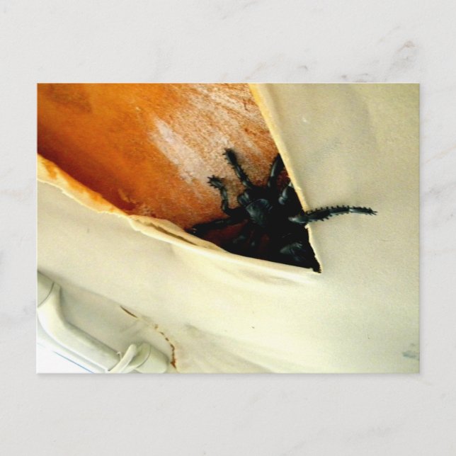 Creepy Crawler Vykort (Framsida)