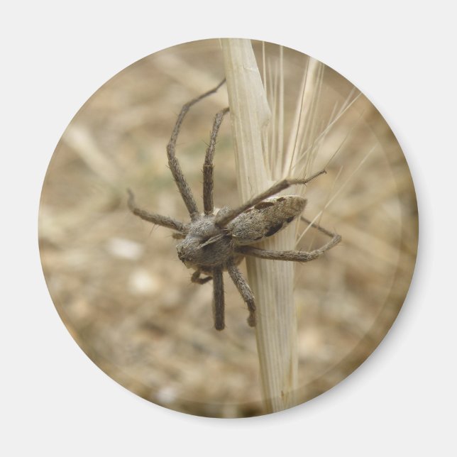 Creepy Crawly Spider Magnet (Framsidan)