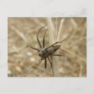 Creepy Crawly Spider-vykort Vykort
