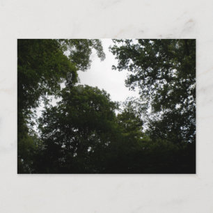 Creepy Forest Postcard Vykort