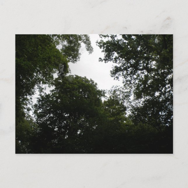 Creepy Forest Postcard Vykort (Framsida)