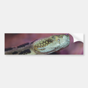 Creepy Snake Bildekal